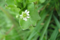 Stellaria media_Jordi Puyuelo