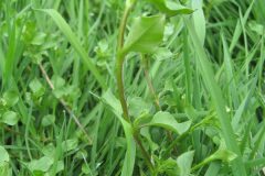 Stellaria media_Jordi Puyuelo