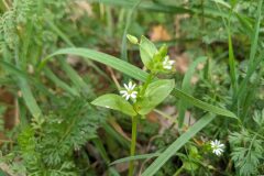 Stellaria media_Katarzyna Zarnowiec CC BY-SA
