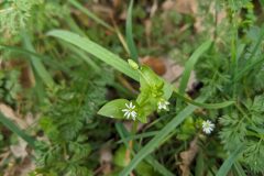 Stellaria media_Katarzyna Zarnowiec CC BY-SA