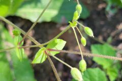 Stellaria neglecta_Jordi Bassols CC BY-NC SA