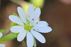 Stellaria neglecta_Jordi Bassols CC BY-NC SA