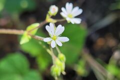 Stellaria neglecta_Jordi Bassols CC BY-NC SA