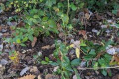 Succisa pratensis_Katarzyna Zarnowiec CC BY-SA