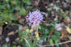 Succisa pratensis_Katarzyna Zarnowiec CC BY-SA