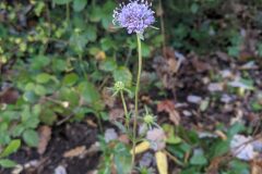 Succisa pratensis_Katarzyna Zarnowiec CC BY-SA