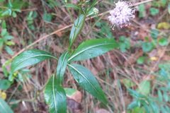 Succisa pratensis_Merce Vallicrosa CC BY-NC