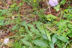 Succisa pratensis_Merce Vallicrosa CC BY-NC