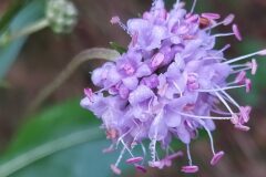 Succisa pratensis_Merce Vallicrosa CC BY-NC