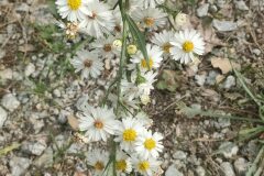 Symphyotrichum pilosum_Isabel Gallen CC BY-NC