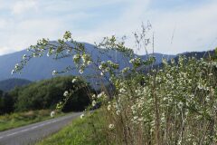 Symphyotrichum pilosum_Joaquim Reberte