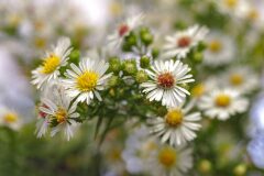 Symphyotrichum pilosum_Joaquim Reberte