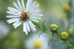 Symphyotrichum pilosum_Joaquim Reberte