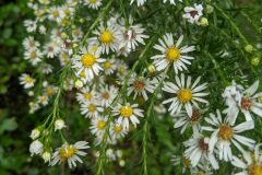 Symphyotrichum pilosum_Katarzyna Zarnowiec CC BY-SA