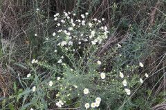 Symphyotrichum pilosum_Marc Rovira CC BY-NC