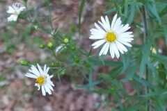 Symphyotrichum pilosum_Merce Vallicrosa CC BY-NC