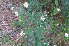 Symphyotrichum pilosum_Merce Vallicrosa CC BY-NC