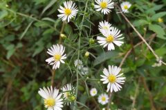Symphyotrichum pilosum_Merce Vallicrosa CC BY-NC