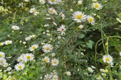 Symphyotrichum pilosum_Merce Vallicrosa CC BY-NC