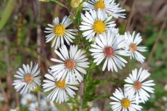 Symphyotrichum pilosum_Neus Julia CC BY-SA
