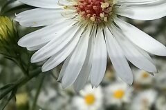 Symphyotrichum pilosum_Neus Julia CC BY-SA
