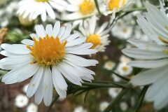 Symphyotrichum pilosum_Neus Julia CC BY-SA
