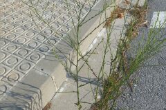 Symphyotrichum squamatum_Pere Barnola CC BY-SA