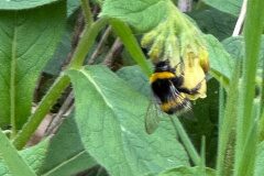 Symphytum tuberosum tuberosum_Andres Tello