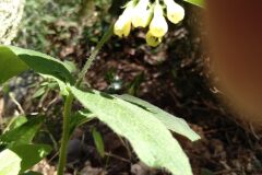 Symphytum tuberosum tuberosum_Jaume Marti CC BY-NC