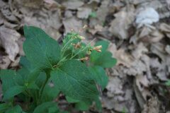 Symphytum tuberosum tuberosum_Joan Garcia CC BY-NC