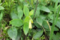 Symphytum tuberosum tuberosum_Jordi Bassols CC BY-NC SA