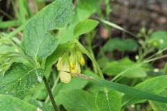 Symphytum tuberosum tuberosum_Jordi Bassols CC BY-NC SA