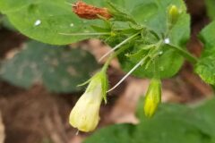 Symphytum tuberosum tuberosum_Merce Vallicrosa CC BY-NC