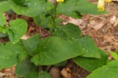 Symphytum tuberosum tuberosum_Merce Vallicrosa CC BY-NC