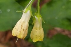 Symphytum tuberosum tuberosum_Merce Vallicrosa CC BY-NC