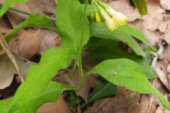 Symphytum tuberosum tuberosum_Merce Vallicrosa CC BY-NC