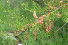 Tamarix africana_Pere Barnola CC BY-SA