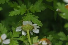 Tanacetum parthenium_Jordi Puyuelo
