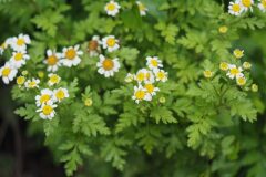 Tanacetum parthenium_Jordi Puyuelo