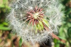 Taraxacum gasparrinii_Roger Vila CC BY-NC