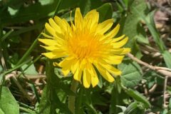 Taraxacum officinale_Andres Tello