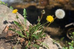 Taraxacum officinale_Andres Tello