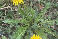 Taraxacum officinale_Andres Tello