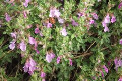 Teucrium chamaedrys_Pere Barnola CC BY-SA