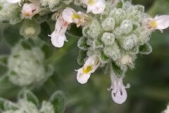 Teucrium polium polium_Merce Vallicrosa CC BY-NC