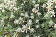 Teucrium polium polium_Merce Vallicrosa CC BY-NC