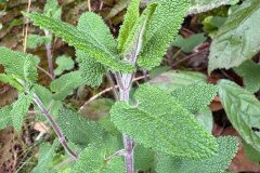 Teucrium scorodonia_Andres Te.jpg