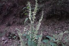Teucrium scorodonia_Joanjo Garcia CC BY-NC