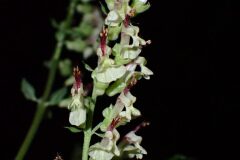 Teucrium scorodonia_Joanjo Garcia CC BY-NC