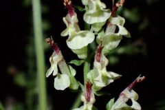 Teucrium scorodonia_Joanjo Garcia CC BY-NC